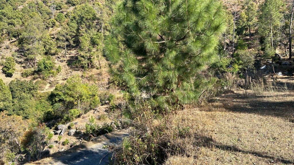 Land & Plot In Sale At Ranikhet Uttarakhand