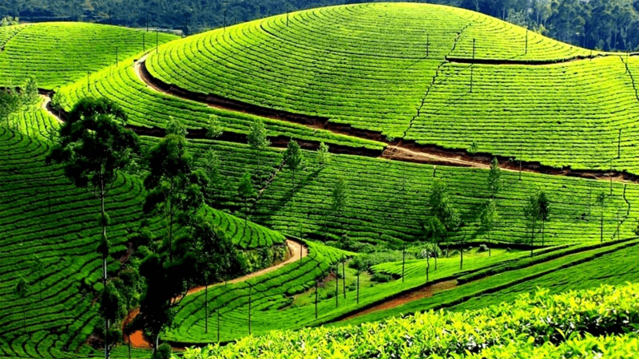 Top 5 Best Places to Visit in Ranikhet