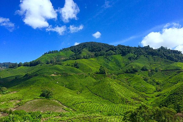 plots-in-ranikhet
